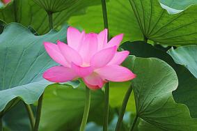 2019武汉东湖荷花展时间+地点+门票
