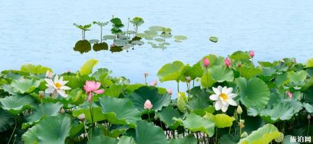 2019武汉东湖荷花展时间+地点+门票