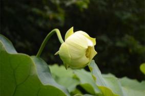 2019淮阳龙湖赏荷旅游月 附活动时间安排