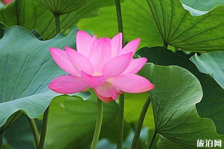 2019武汉东湖荷花展时间+地点+门票