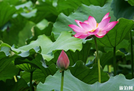 2019武汉东湖荷花展时间+地点+门票