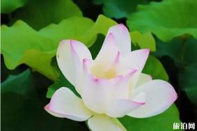 贵港覃塘区2019年荷花节时间+活动介绍+活动亮点