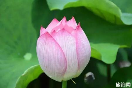 丽江赏花夏季推荐