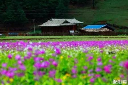 丽江赏花夏季推荐