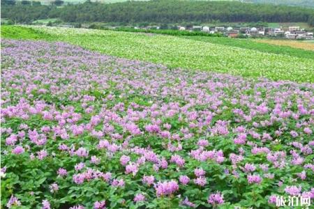 丽江赏花夏季推荐