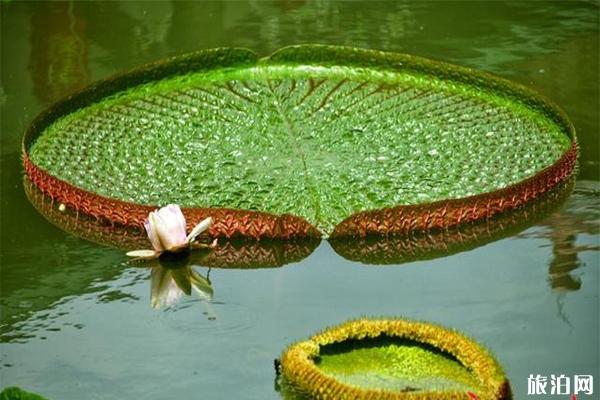 2019广州番禺莲花文化旅游节持续到8月31日 附活动内容