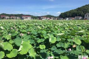 2019肥西荷花文化节7月6日开启