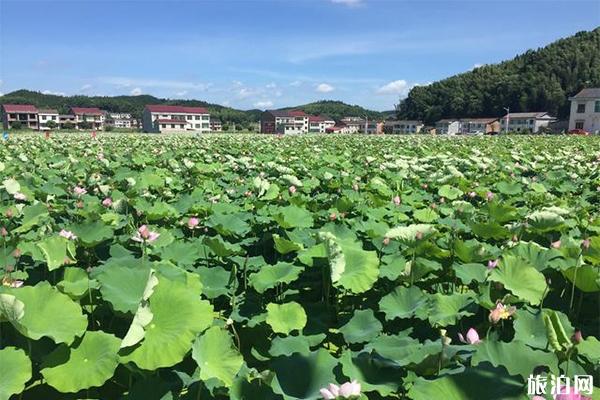 2019广东吴川蛤岭村荷花节7月6日开启