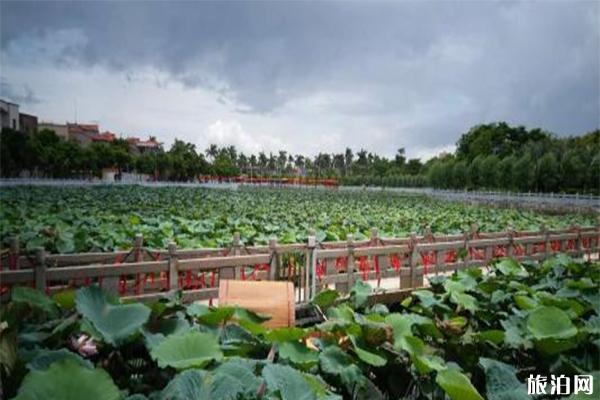 2019广东吴川蛤岭村荷花节7月6日开启