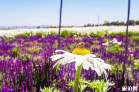 2019年夏季兰州赏花景点推荐