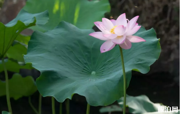 2019上海荷花睡蓮展時間+地點