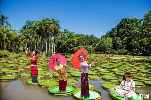 2019西双版纳热带植物园赏莲月活动攻略