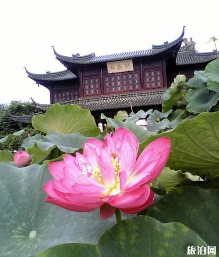2019扬州荷花观赏地推荐+最佳观赏时间+门票+交通