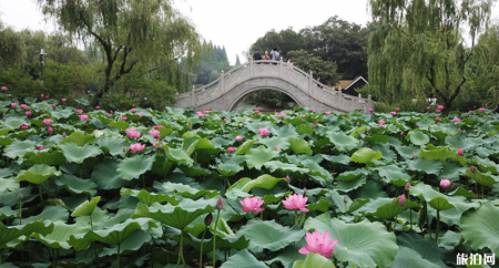 2019扬州荷花观赏地推荐+最佳观赏时间+门票+交通