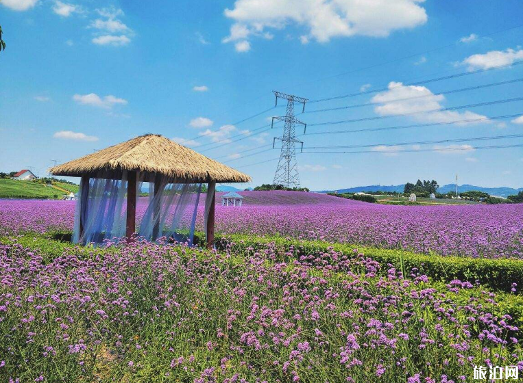 2019成都夏天赏花的地方+门票+交通