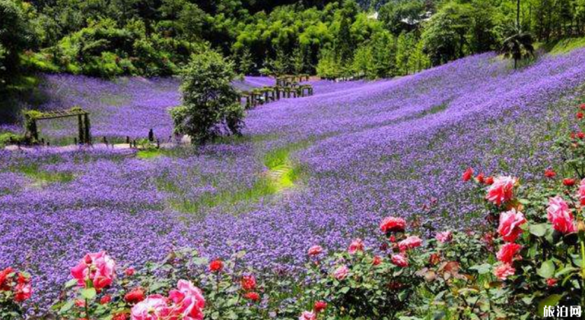 2019成都夏天賞花的地方+門票+交通