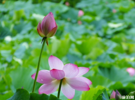 2019扬州荷花观赏地推荐+最佳观赏时间+门票+交通