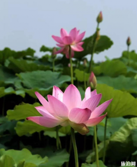 2019扬州荷花观赏地推荐+最佳观赏时间+门票+交通