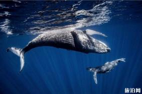 冰岛最佳观鲸地推荐 冰岛观鲸什么时间好