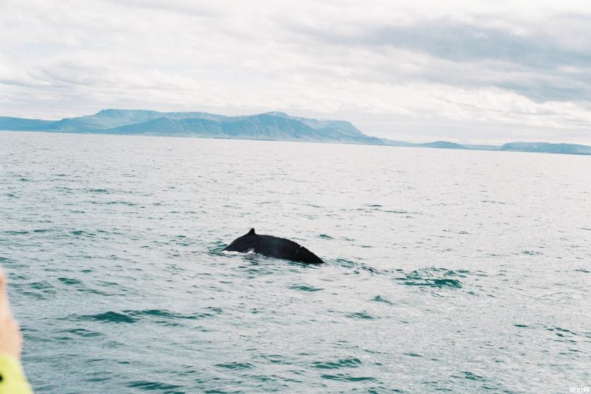 冰岛最佳观鲸地推荐 冰岛观鲸什么时间好