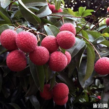 2019泉州哪里有水果采摘园+参考价格+交通