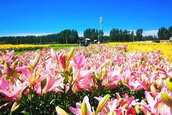 2019北京百合文化节时间+票价+活动内容+地点