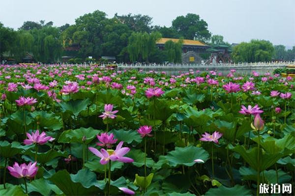 2019蒙城立仓荷花节7月6日开启 附活动时间安排