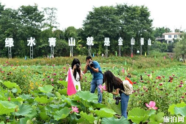 2019宜宾荷莲文化节6月27日开启