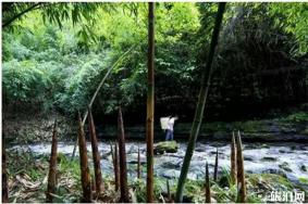 重庆金佛山夏季游玩攻略 户外运动季+采笋