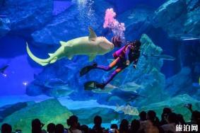 2019成都海昌极地海洋公园冰冻海洋节时间+活动内容