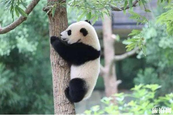 2019第十届秦岭大熊猫文化旅游节7月25日开启