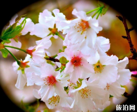 拍摄樱花的小技巧 构图+取景