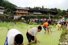 2019湖南长坡团寨荷花节赏荷花指南