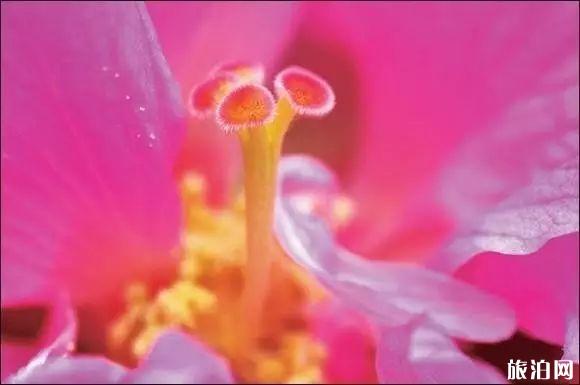 花卉摄影秘籍 拍摄花卉的技巧