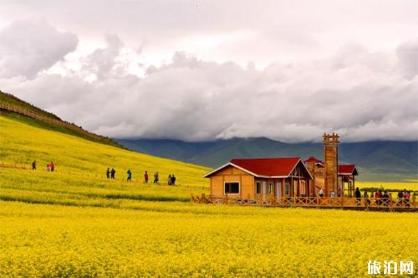 2019門源油菜花文化旅游節7月9日開啟 附活動時間安排