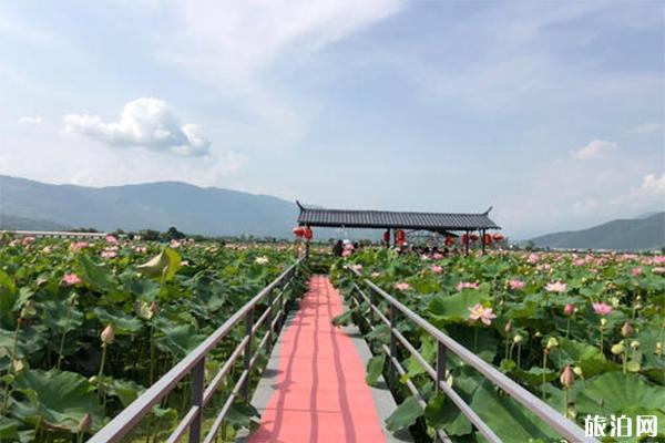 2019永胜三川第三届荷花节赏玩指南