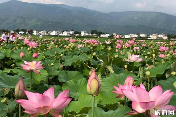 2019永胜三川第三届荷花节赏玩指南