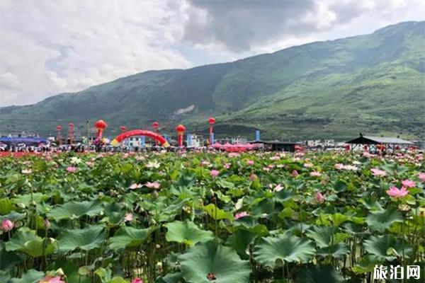 2019永胜三川第三届荷花节赏玩指南