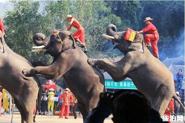 西双版纳野象谷旅游攻略+优惠政策+自驾路线+游览路线+手信