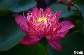 2019杭州郭庄西湖荷花展赏荷指南