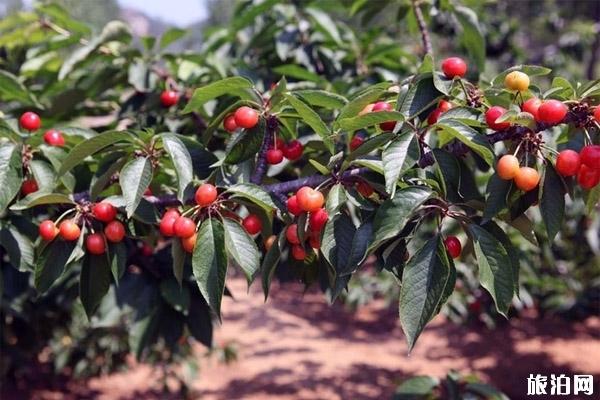 威海樱桃采摘园推荐+储存+选购 威海樱桃品种