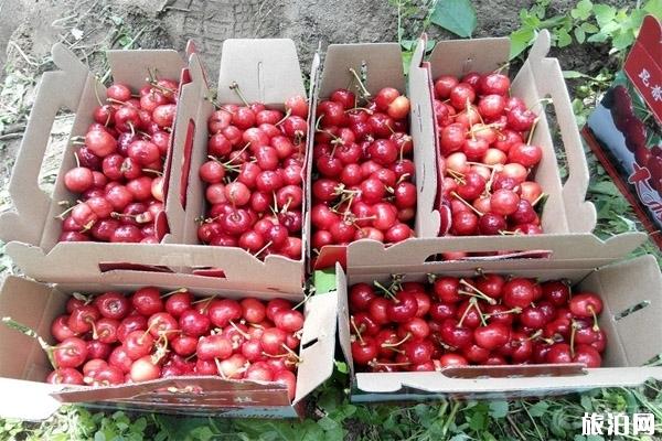 威海樱桃采摘园推荐+储存+选购 威海樱桃品种