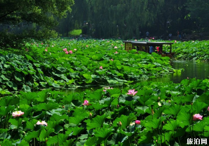 2019北京荷花观赏地+花期+门票+交通