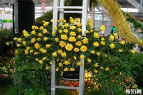 2019第二十届中国昆明国际花卉展 附观赏指南