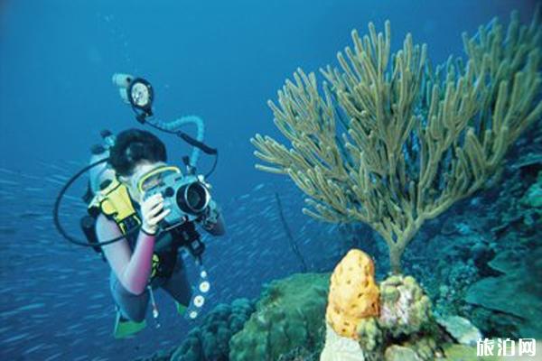 水下拍摄哪个相机好 水下拍摄设备的选择