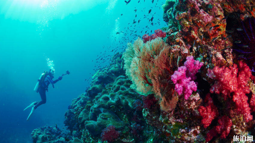斯米兰群岛有哪些知名潜点 斯米兰潜水注意事项
