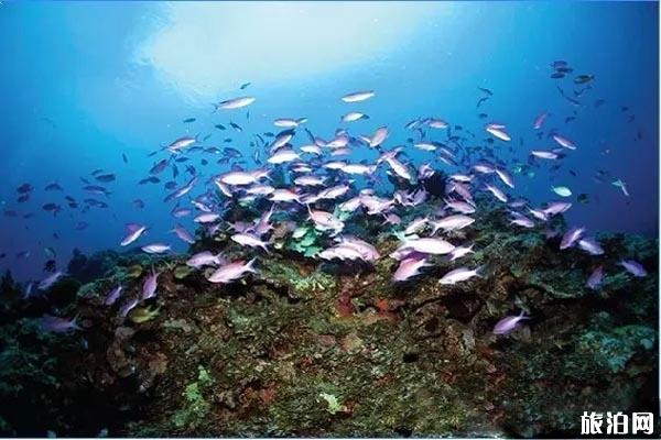 日本潜水胜地+时间+物品清单 日本冲绳岛潜水地有哪些