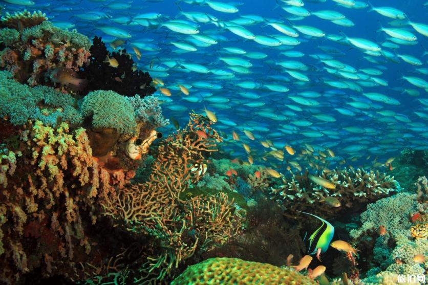 巴厘岛哪里适合潜水 潜水课程有哪些