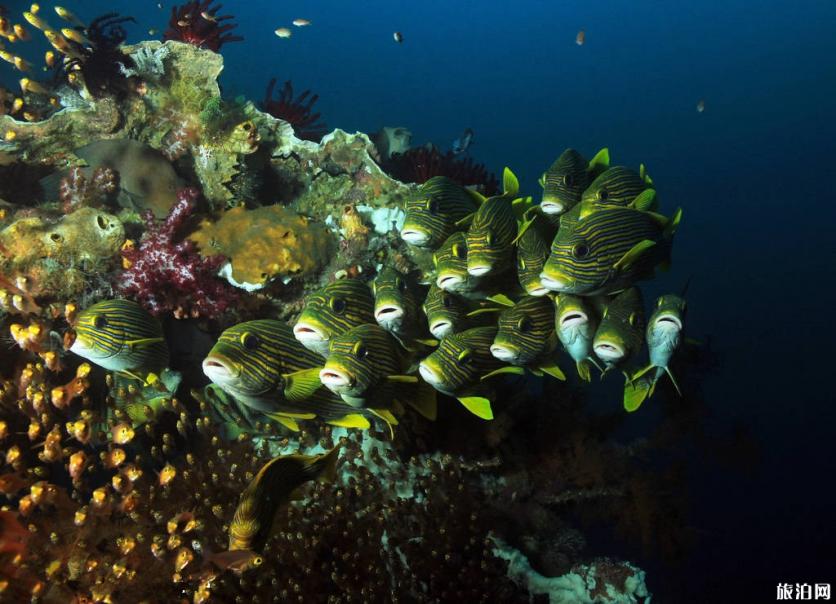 巴厘岛哪里适合潜水 潜水课程有哪些
