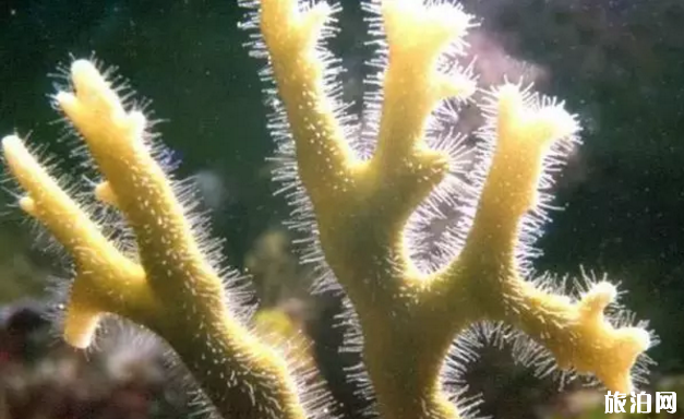 为什么潜水不能触碰海洋生物